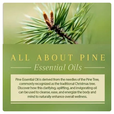 Pure Pine Oil / Minyak Pinus murni - 100ml