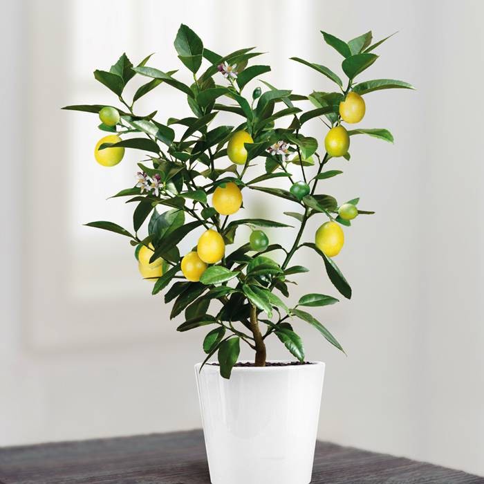 Benih LEMON BONSAI TANAMAN HIAS