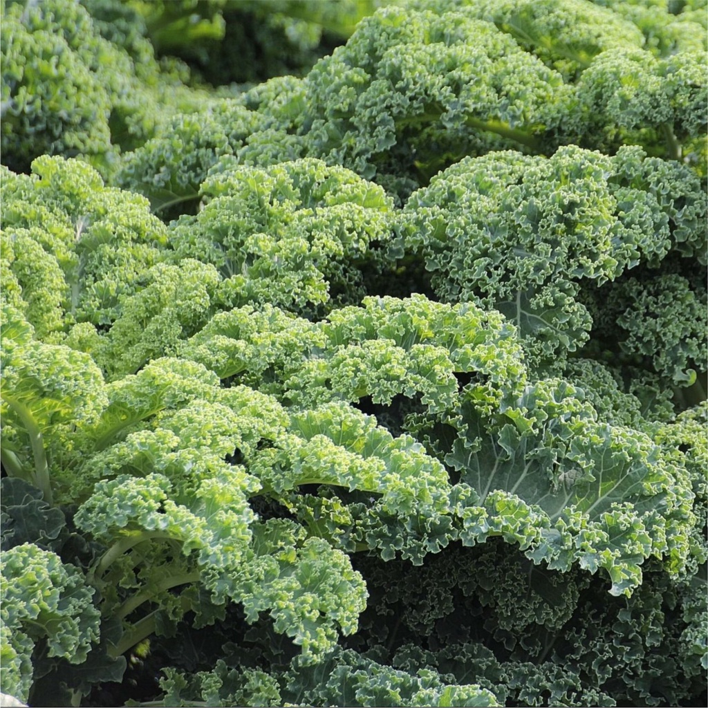 Benih Daun Kale Hijau Green Dwarf Curled F1 25 Benih-3