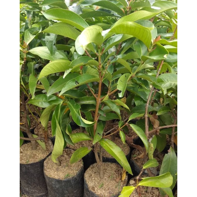 bibit jambu air king rose