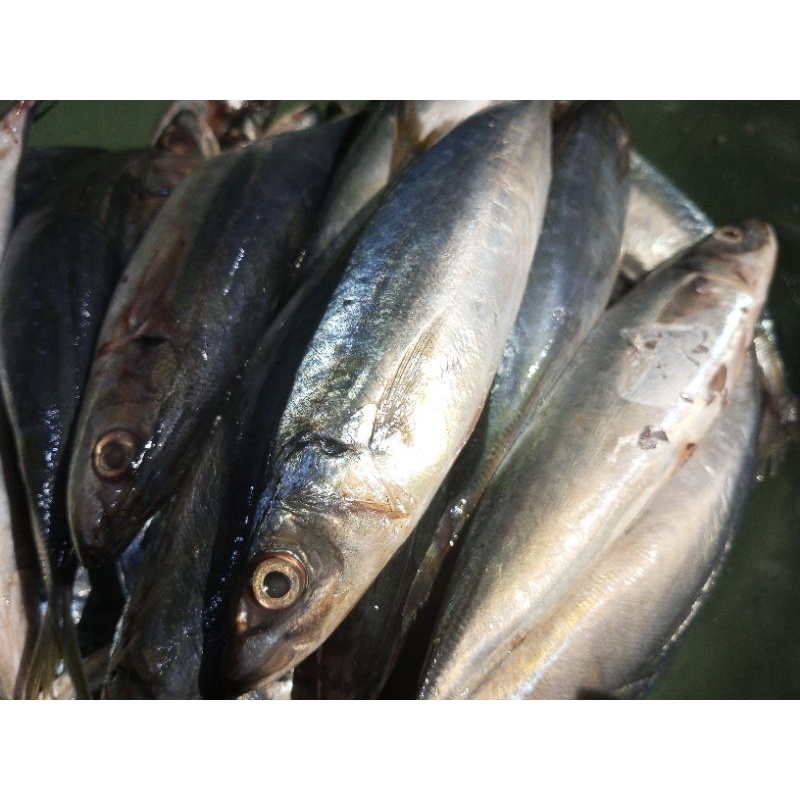 

ikan layang fresh 1kg