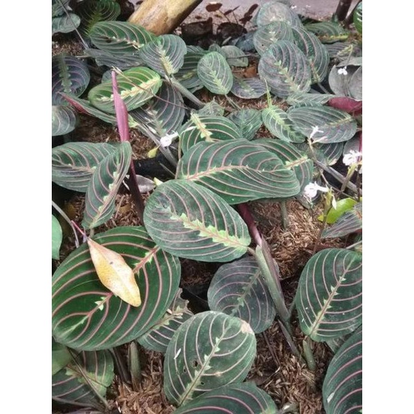Calathea kepiting MURAH - tanaman hias calathea leuconeura - bunga murah