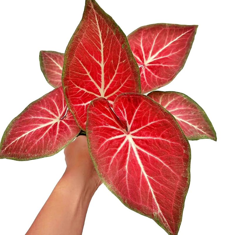 Caladium ROT/ bunga keladi / tanaman hias keladi murah / tanaman keladi hidup / caladium thailand / 