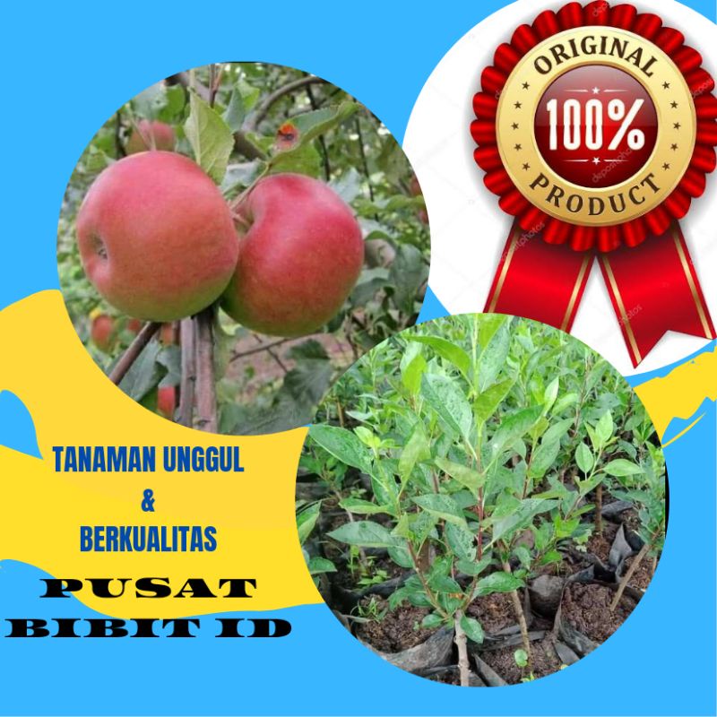 BIBIT APEL FUJI CANGKOK CEPAT BERBUAH