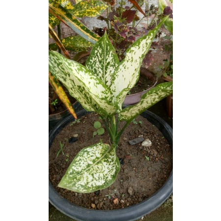 Aglaonema snow white