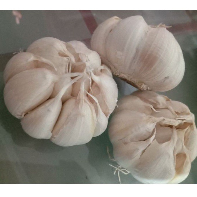 

bawang putih / garlic / baput