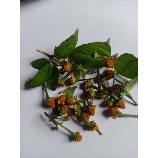 Bunga jotang segar 100 gram