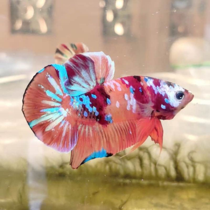 Ikan Cupang Nemo Clasik Multicolour