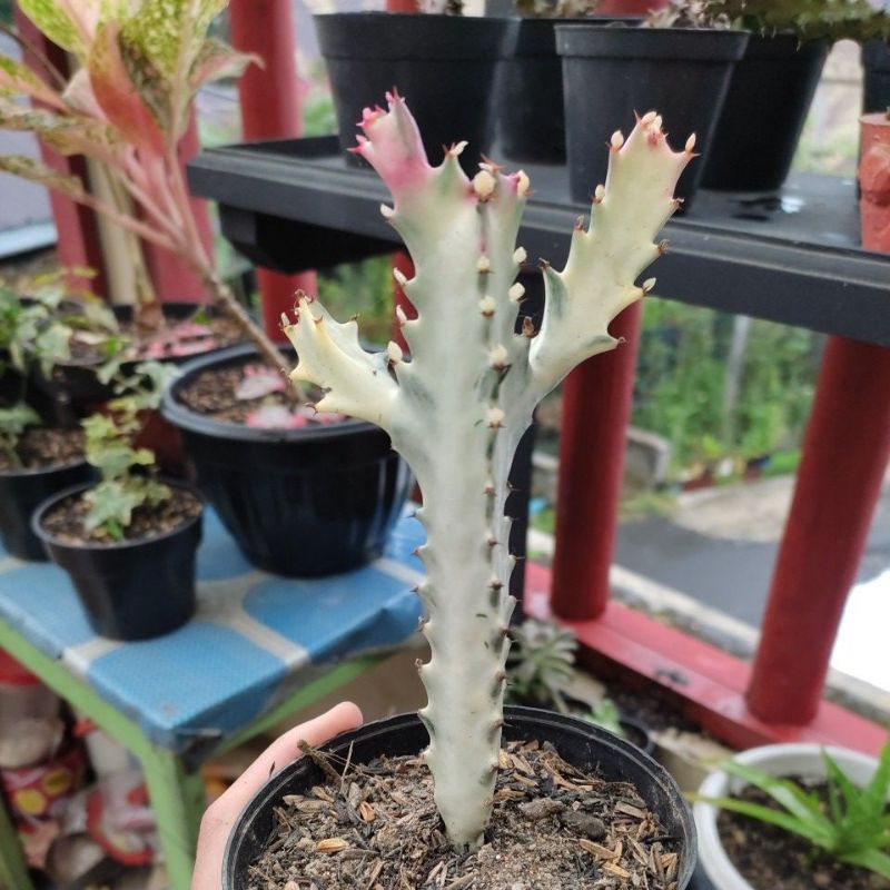 EUPHORBIA VARIGATA Kaktus