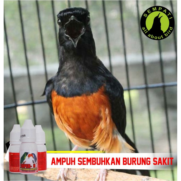 Super N Super Kicau Obat Burung Sakit Infeksi Pencernaan Diare Berak Kapur Darah Air Pernafasan Serak Flu Luka Lesu Bulu Kusam Virus Sempati Bird Shop