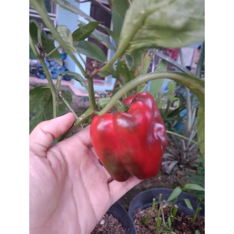 Benih paprika red star