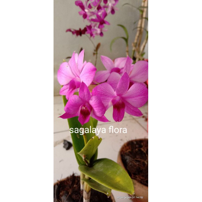 anggrek dendrobium larat