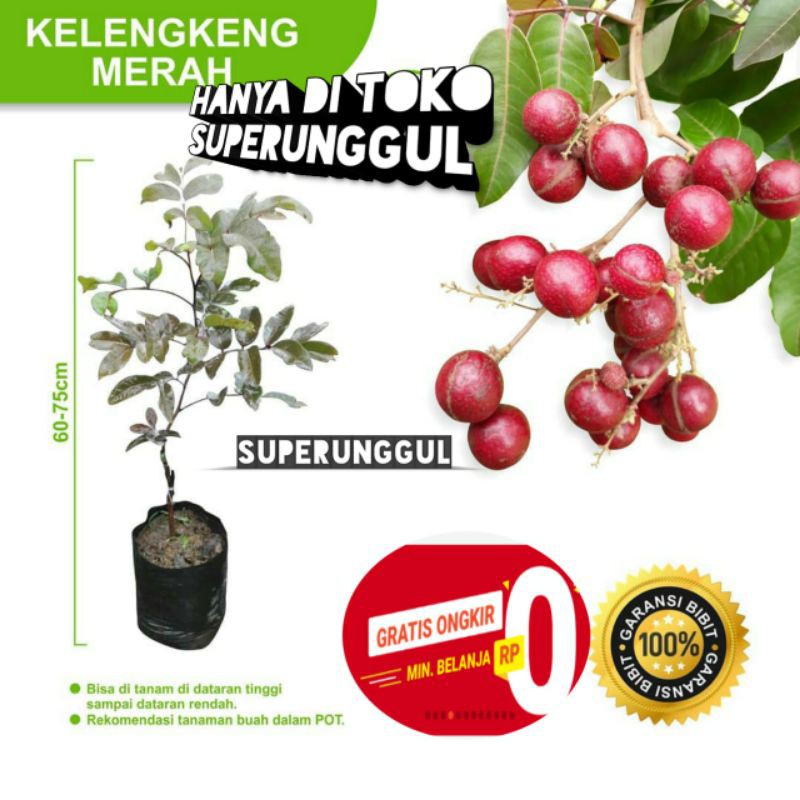 Bibit kelengkeng merah unggul