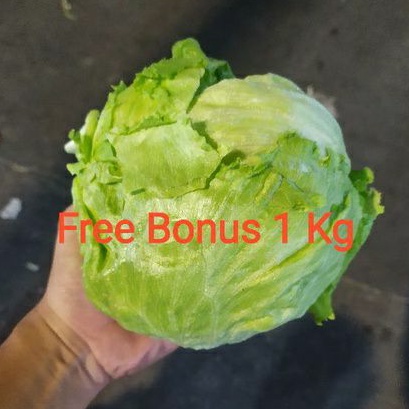 

Iceberg Lettuce Head 1 kg + Gratis Bonus