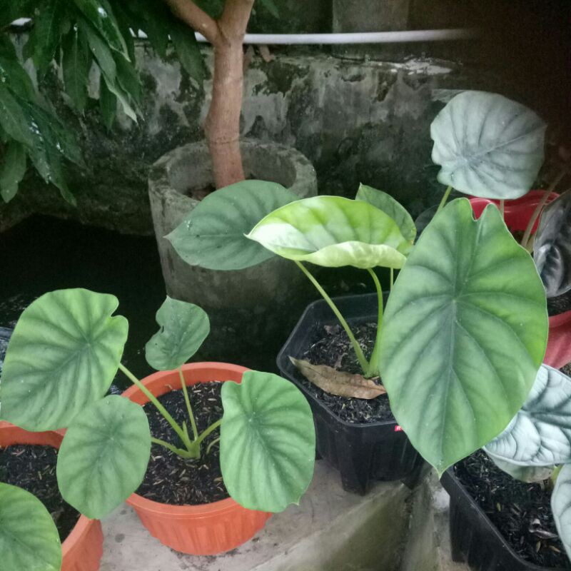 Keladi Tengkorak Hijau