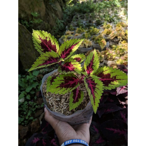 Tanaman Hias Miana lidah merah (coleus Plectranthus scutellarioides)