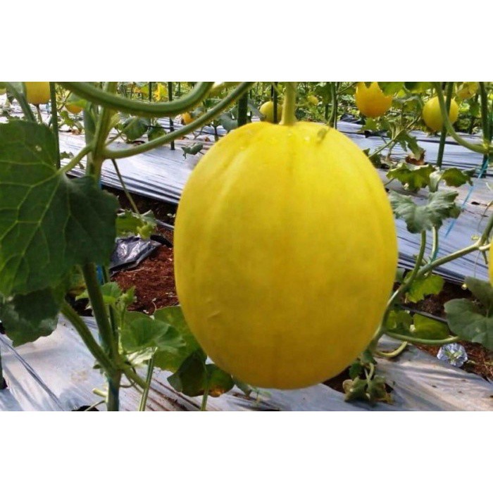 Benih-Bibit Melon Kuning Canary Yellow (Haira Seed)