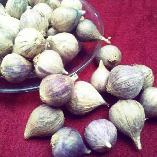 

Bawang lanang