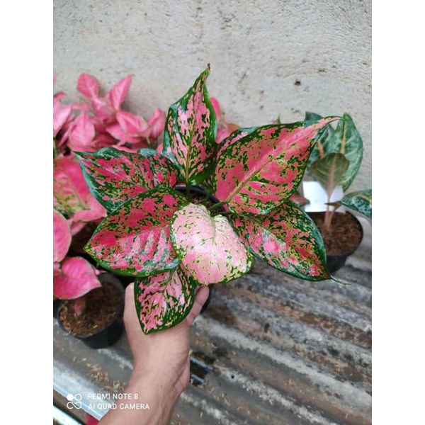Aglonema Pink Katrina