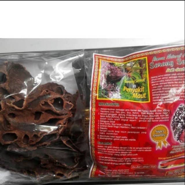 Sarang semut Papua