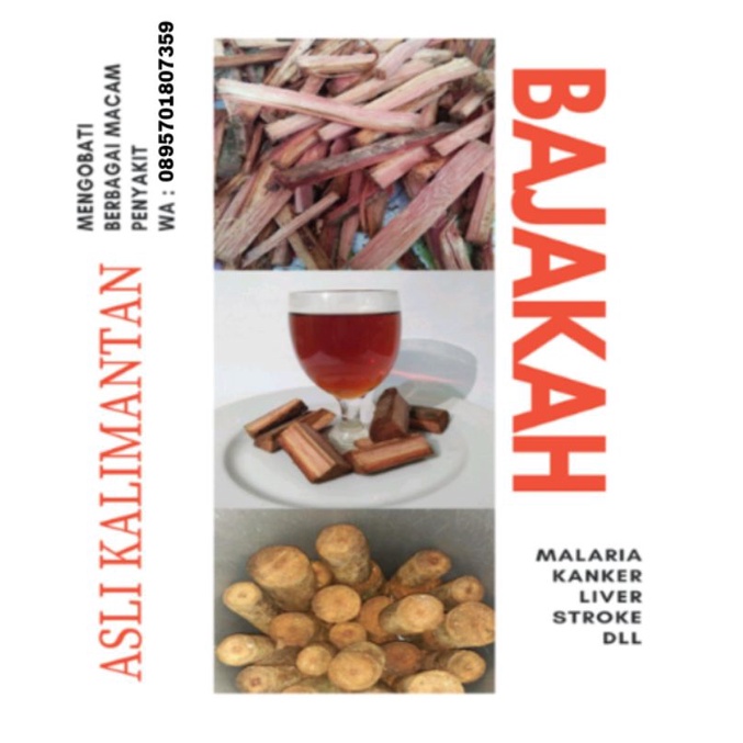 

Bajakah Merah No 1 Asli kalimantan