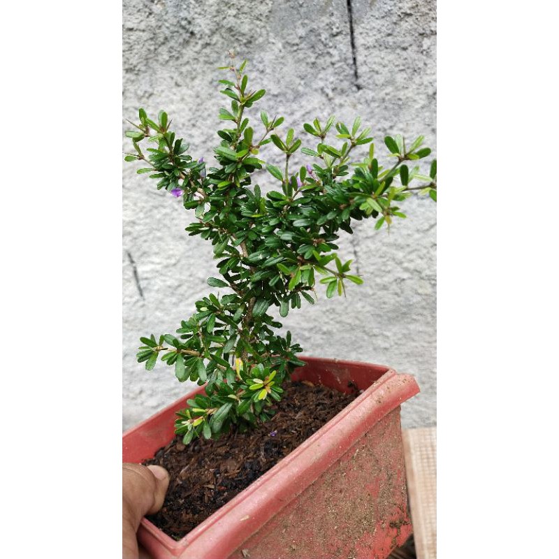 saeng simbur micro vietnam