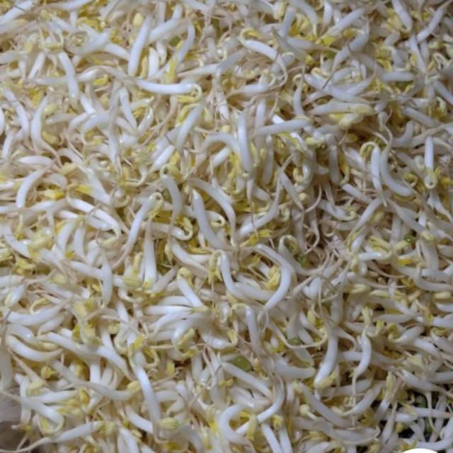 

Toge fresh berkualitas