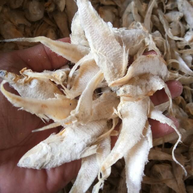 

Bulu Ayam 1kg