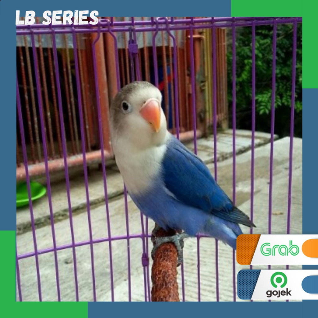 LoveBird PB Violet Burung Lb Series