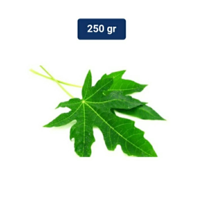 

Daun Pepaya Fress Pucuk Daun Pepaya Siap Kirim Paket 250 Gram