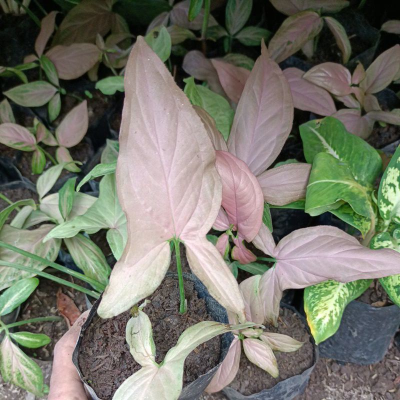 singonium pink 1 daun