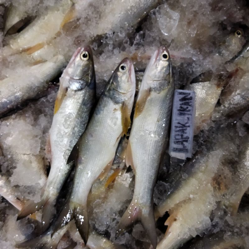 

Ikan Kuro Senangin 1~Kilogram
