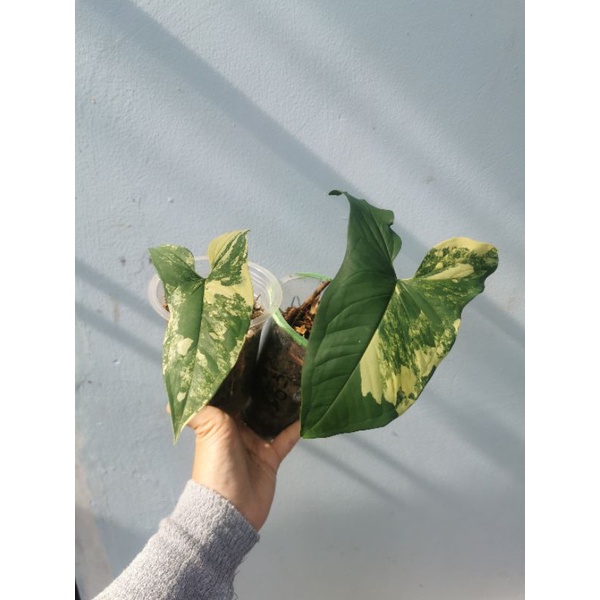 Syngonium Yellow/aurea