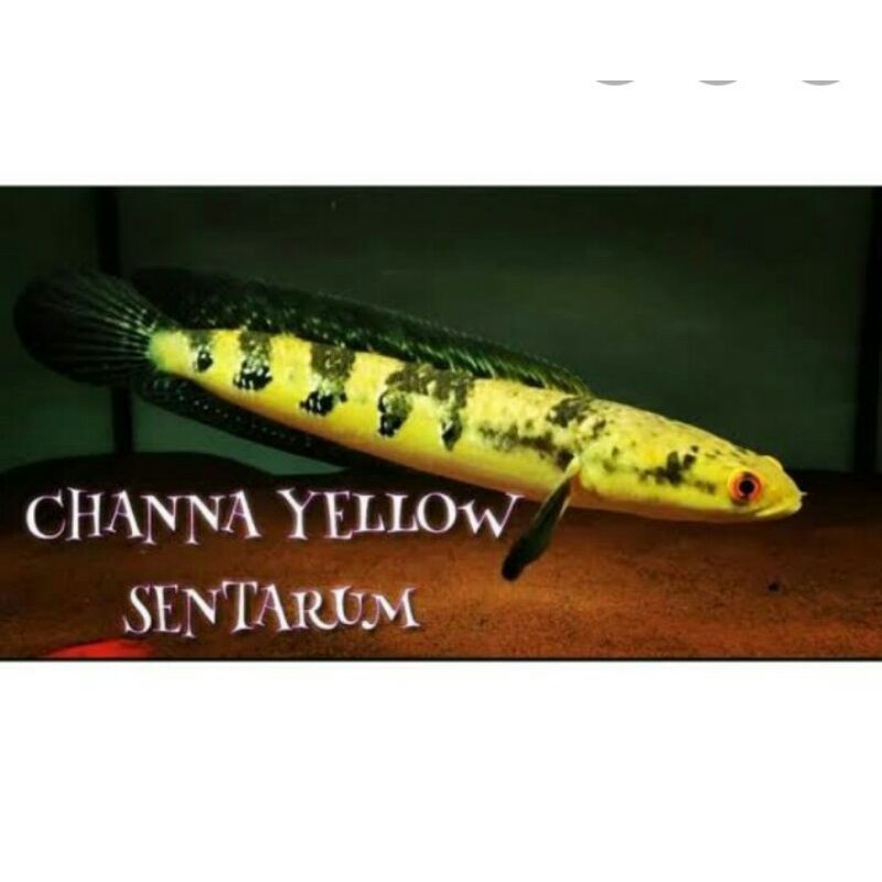 PROMO Maru YS Chana Maru Yellow Sentarum 11 -12 cm Ikan predator murah