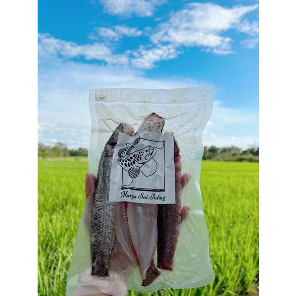 

ikan gabus frozen