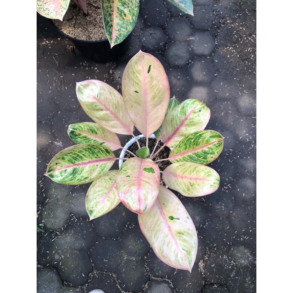 aglaonema obama mutasi jumbo