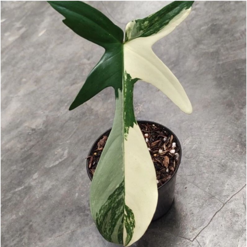 flobe varigata