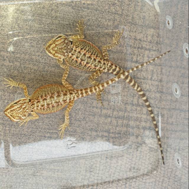 BD Bearded dragon het hypo ph trans 22cm