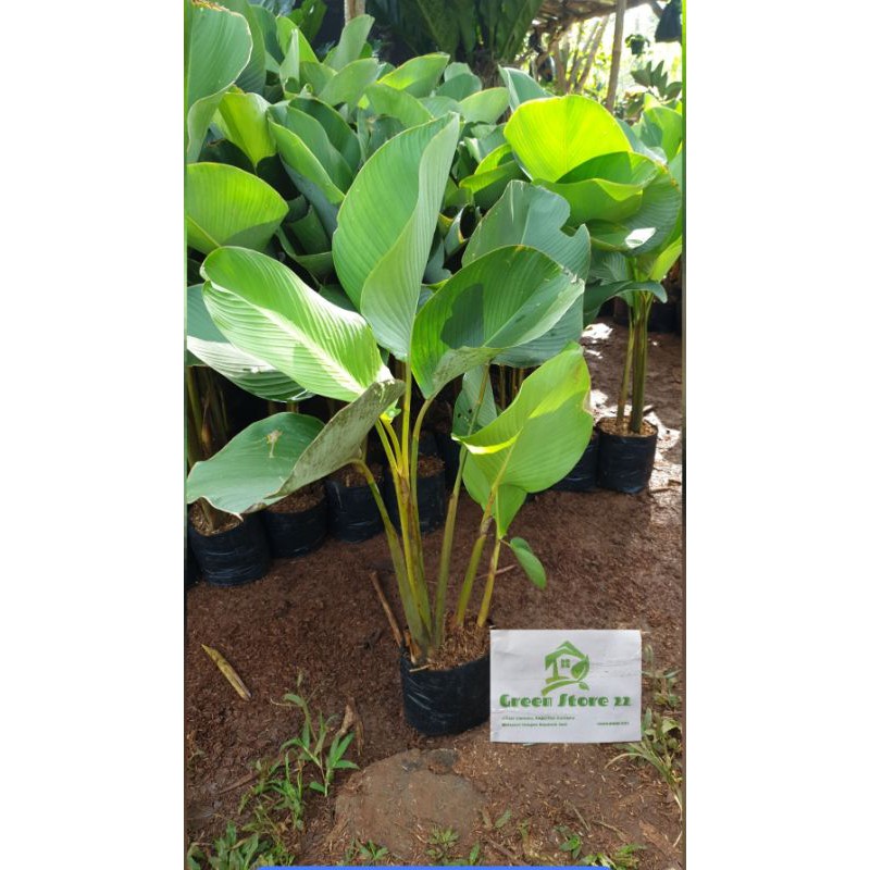 Tanaman Hias Calathea Pisang | Calathea Kipas