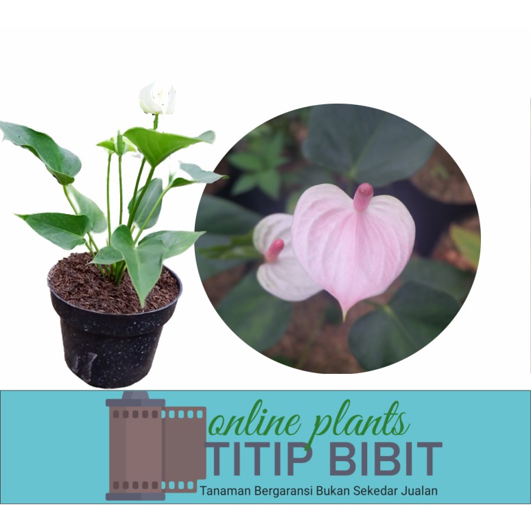 Tanaman Bunga Anturium Pink Holland Anthurium Bunga