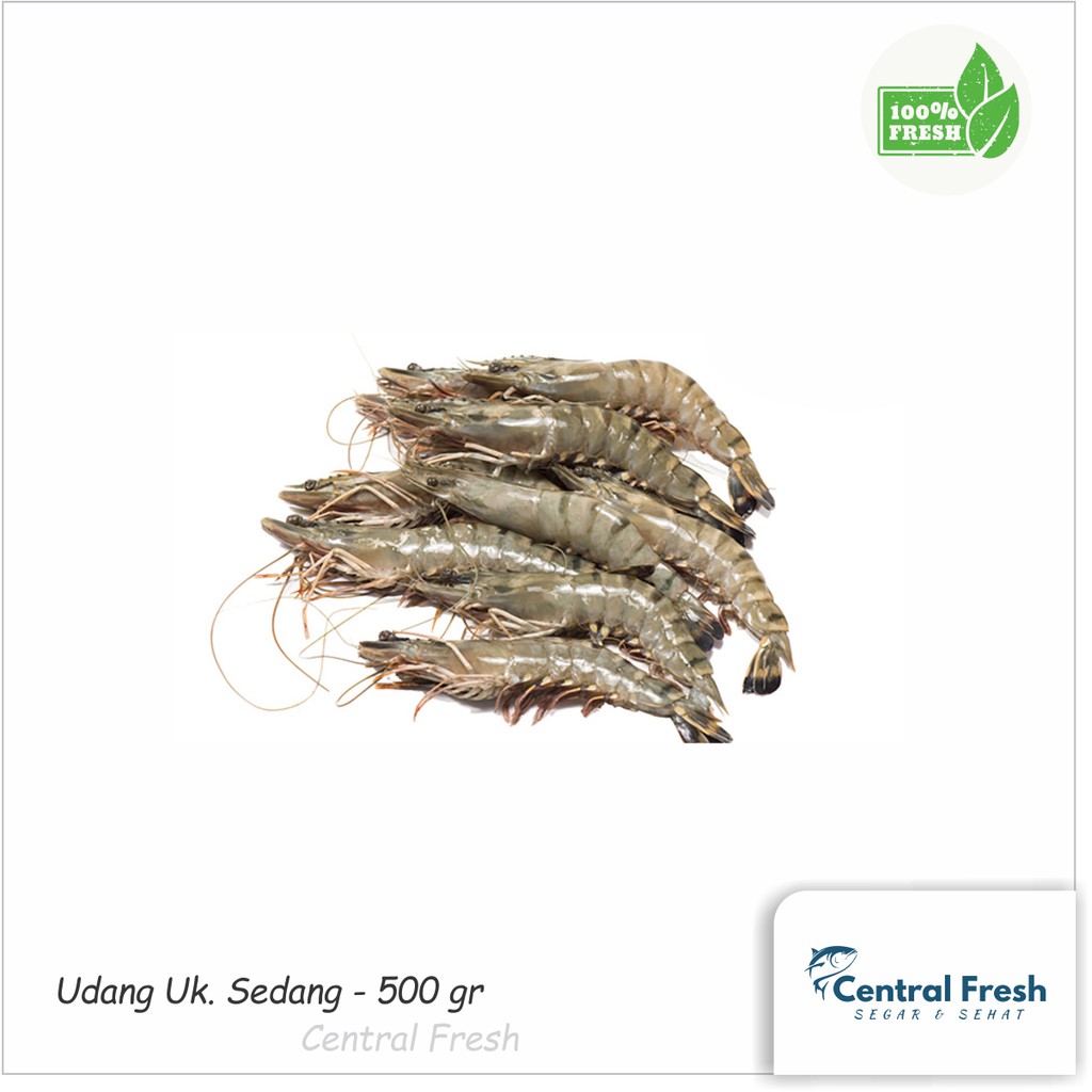 

Udang Fresh Sz M - 500 gr