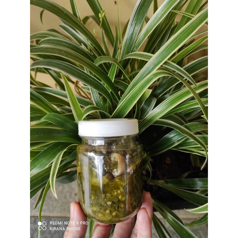 

sambel cumi cabe ijo