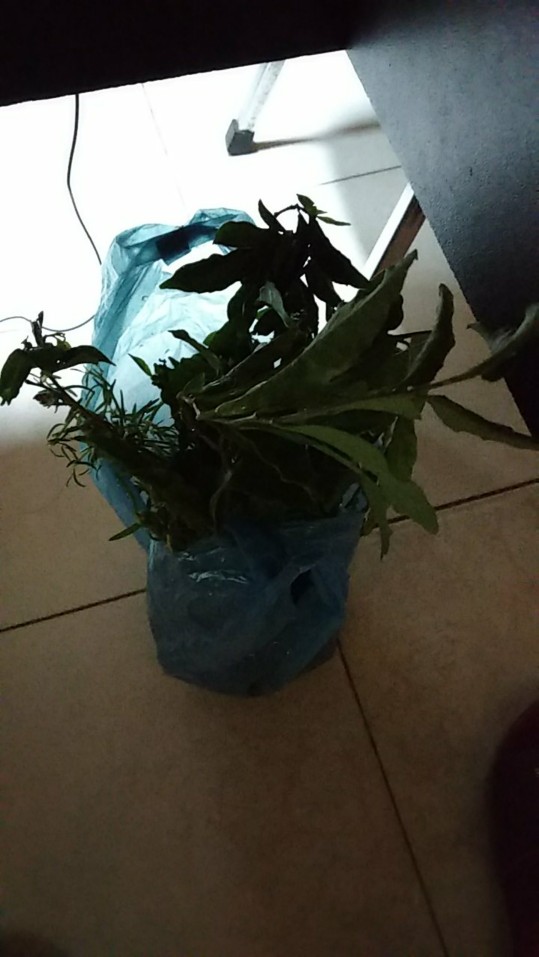 Tanaman Melati Costa / Pohon Melati Costa / Bibit Bunga Melati Costa