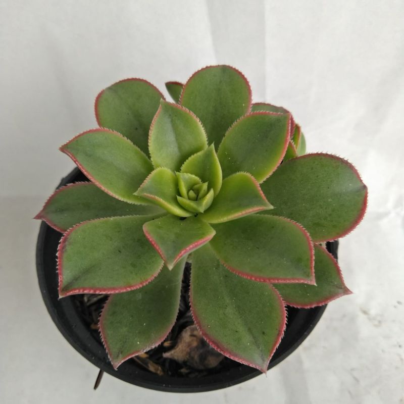 

aeonium kiwi