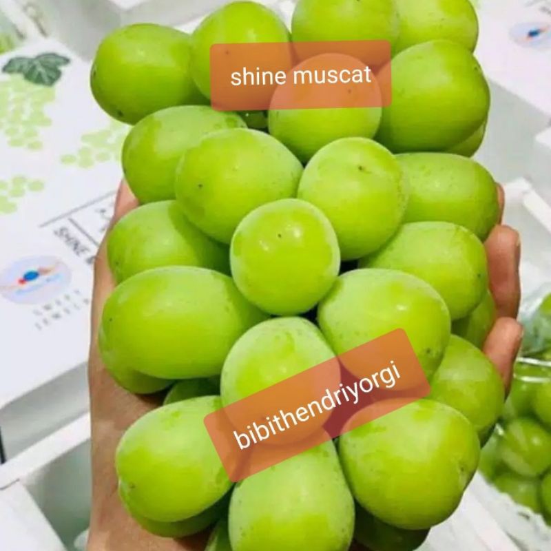 Bibit buah anggur shine muscat valid