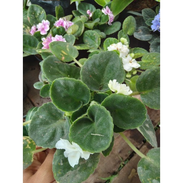tanaman hias violces/piucis bunga tumpuk putih