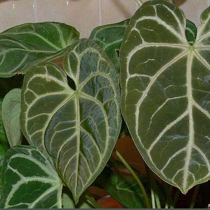Tanaman hias Anthurium Magnificum Norte - 199plant_bandung