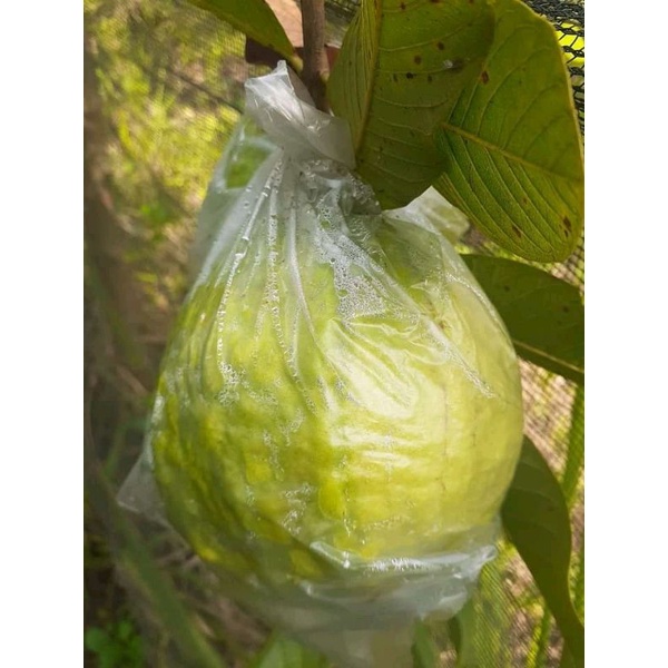 

jambu cristal