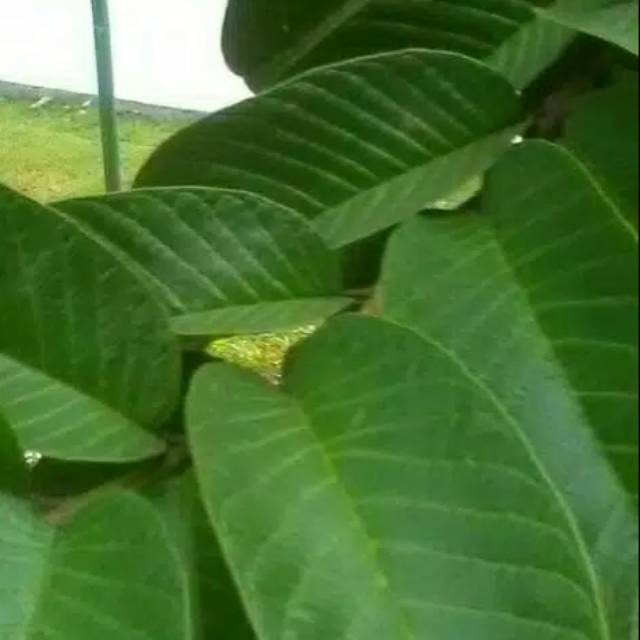 

Daun jambu biji 100gram