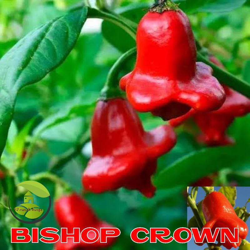 3biji-Benih Bibit Biji Cabai Hias Bishop Crown Biji Cabe Bishop Crown